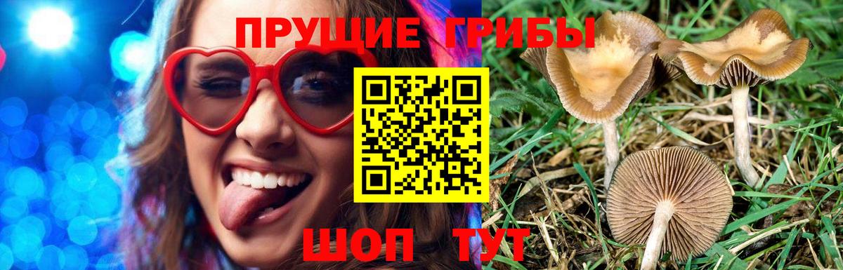 Чебоксары  Псилоцибиновые грибы GOLDEN TEACHER  Вход с VPN  Галлюциногенные грибы ЛСД 